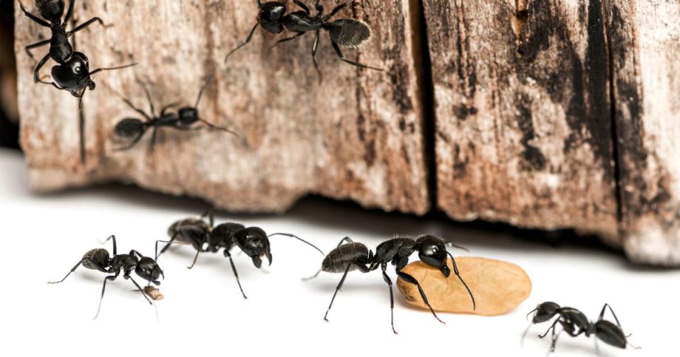 Pest control myths for parents debunked: what you need to know for safe home protection Close-up of black ants on wood in home, representing pest control myths and emphasizing safe protection strategies for families for an article titled, pest control myths for parents debunked: what you need to know for safe home protection