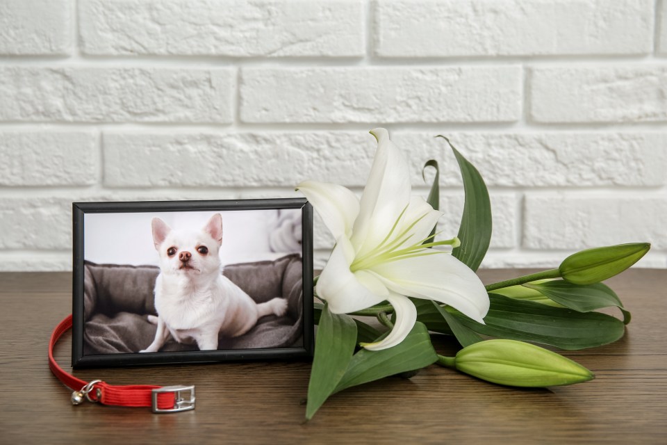 Saying goodbye: helping families heal after the loss of a pet Frame with picture of dog, collar and lily flowers on wooden table near light brick wall. Saying goodbye: helping families heal after the loss of a pet