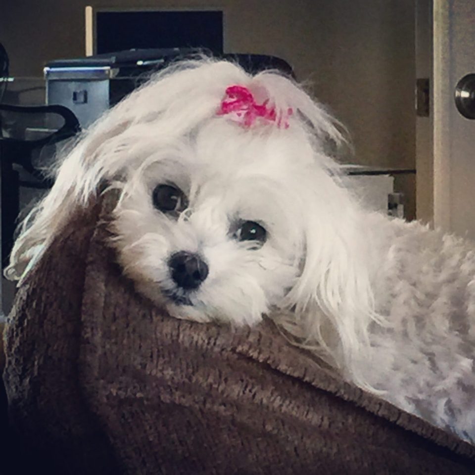 Saying goodbye: helping families heal after the loss of a pet In memorandum of gigi, our belovd family dog, a maltese with a pink bow sitting on a couch - saying goodbye: helping families heal after the loss of a pet