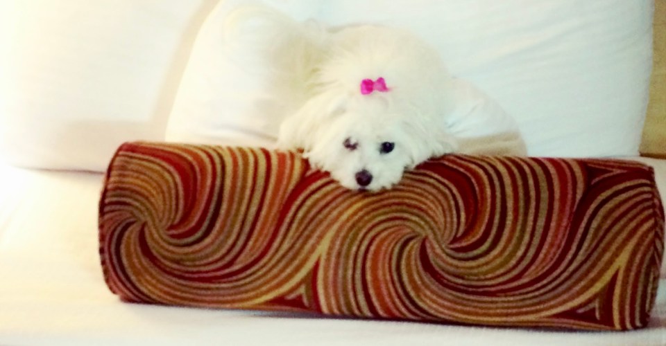 Saying goodbye: helping families heal after the loss of a pet Gigi with a pink bow laying on the bed in memorandum of gigi, our beloved family dog, a maltese with a pink bow sitting on a bed - saying goodbye: helping families heal after the loss of a pet