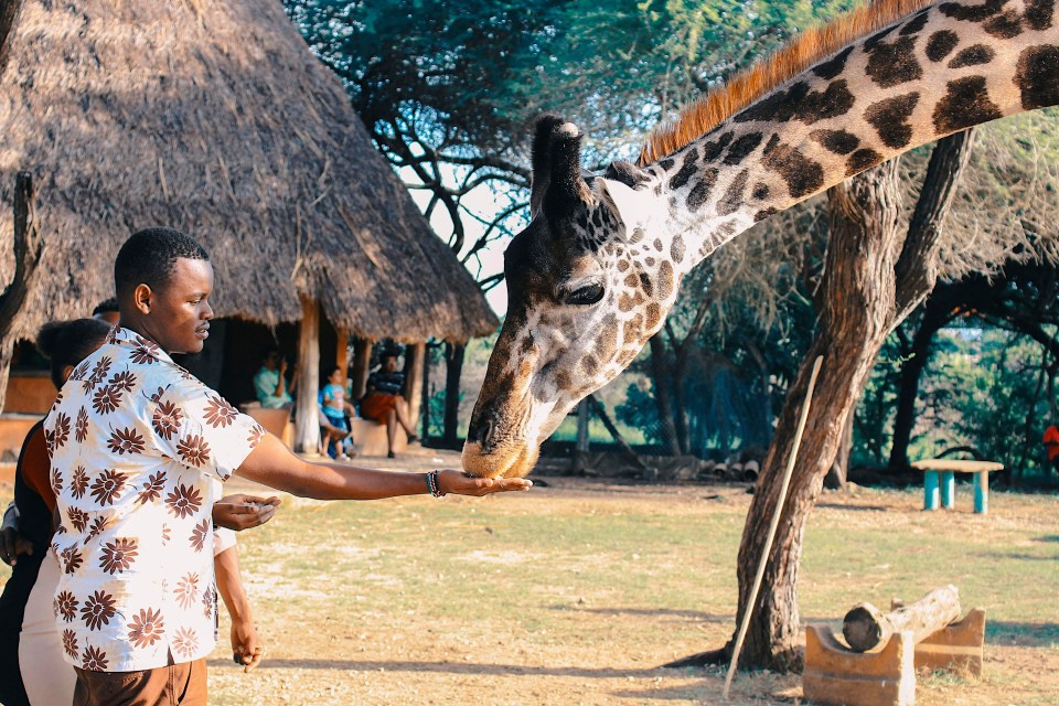 African family safari adventure in cape town, south africa, exciting and educational for children.