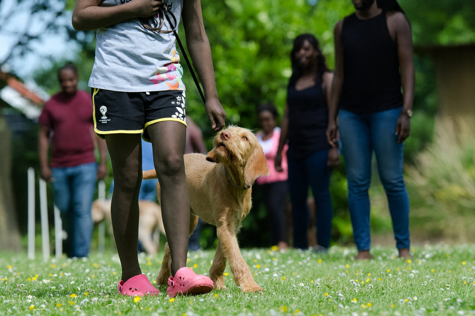 Dog training san antonio prices shown during an outdoor obedience class with african american trainers and a pointing dog on a grassy field.